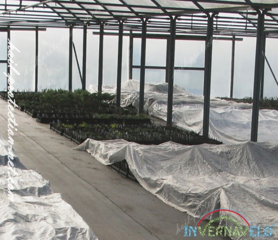 Crops in greenhouse protected with Invernavelo
