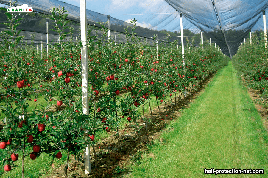 Protect your crops with hail mesh