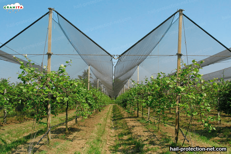 anti-hail netting in a field