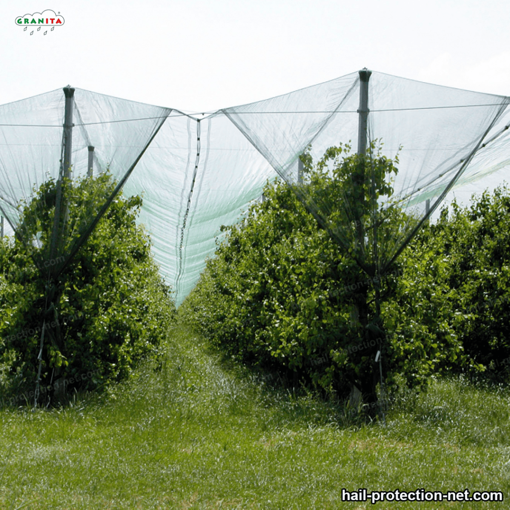 hail mesh protecting trees from hailstones