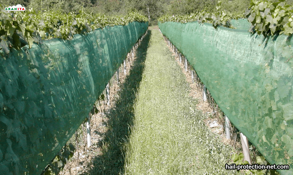 hail netting in horticultural fields