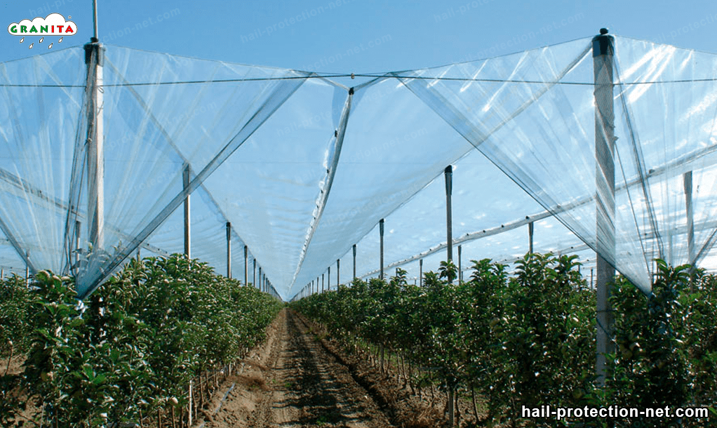 anti hail mesh in a field