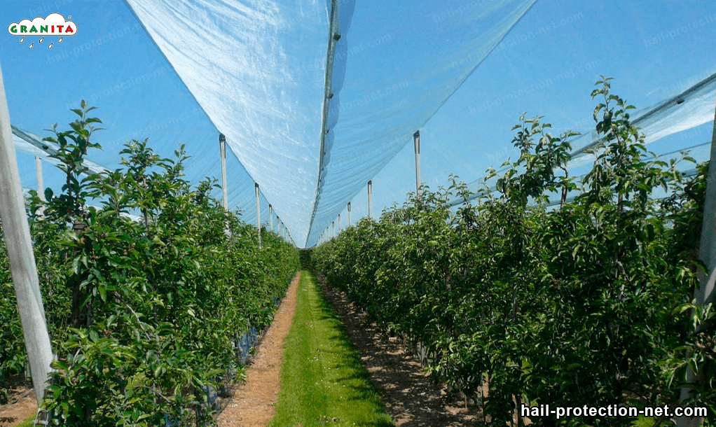 field of trees and hail barrier net