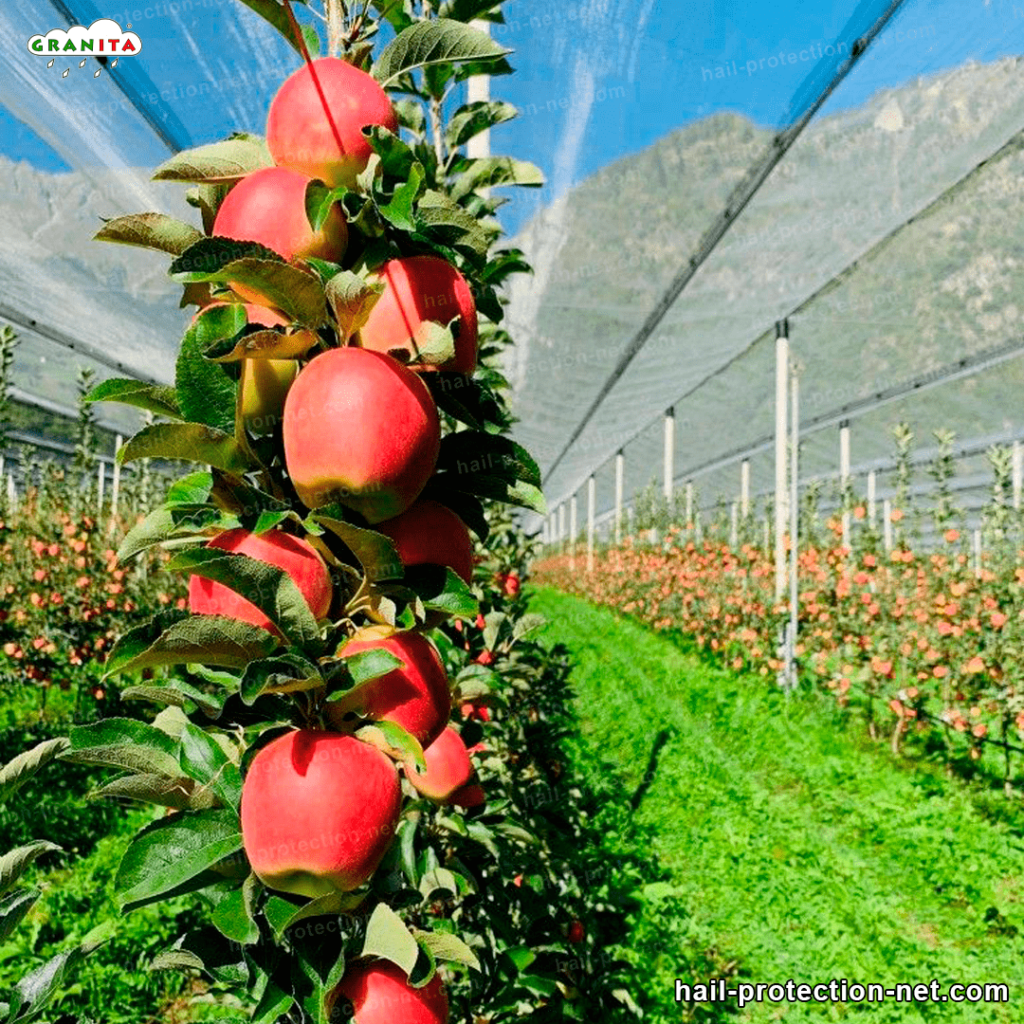 protect your fruits from the hail with hail mesh